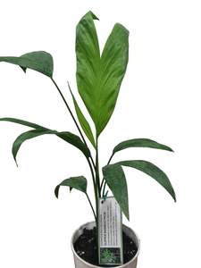 Slipper Bamboo Palm