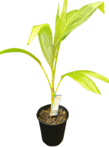 Adopt A Plant: Mt Lewis Palm