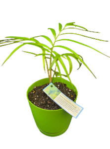 Adopt A Plant: Mini Majestic Palm