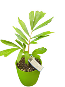 Adopt A Plant: Formosa Palm