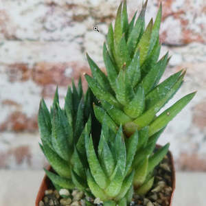 Haworthia Glauca var Herrei