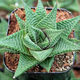 Haworthia Limifolia | Fairy Washboard