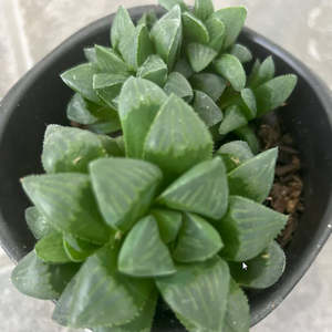 Haworthia Mirabilis var. Mundula