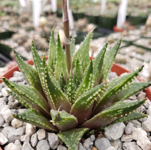 Haworthia Guttata