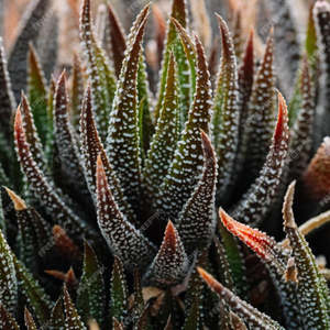 Haworthia: Haworthia Fasciata