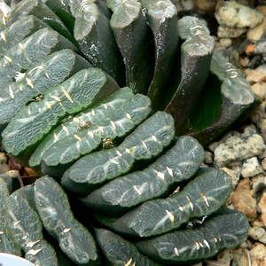 Haworthia: Haworthiopsis Truncata | Horse's Teeth