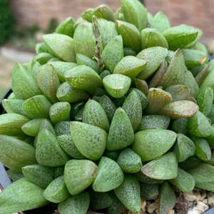 Haworthia: Haworthia Turgida var. Suberecta