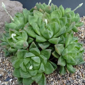 Haworthia Cymbiformis | Cathedral Window Haworthia