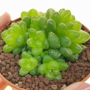 Haworthia: Haworthia Cooperi var Truncata