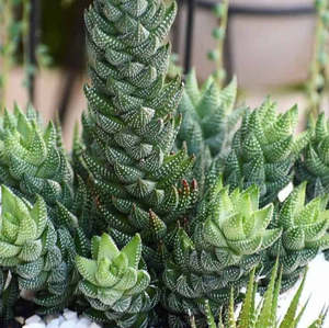 Haworthia Coarctata var Chalwinii