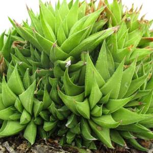 Haworthia: Haworthiopsis Manda's Hybrid