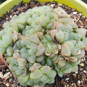 Haworthia: Haworthia Cooperi var. Pilifera