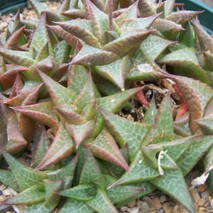 Haworthia: Haworthia Tessellata