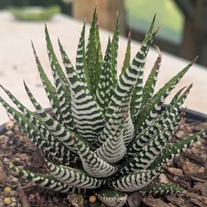 Haworthia: Haworthia Attenuata Fasciata | Zebra Plant