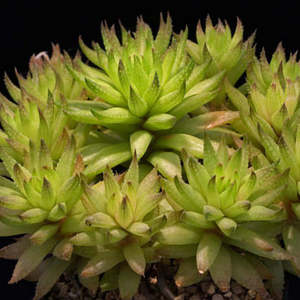 Haworthia: Haworthia Reticulata