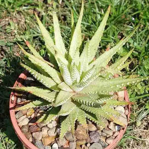 Haworthia: Haworthia Fasciata Variegata Verda