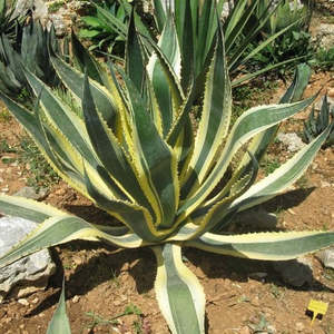 Agave: Agave Americana Marginata | Variegated Century Plant