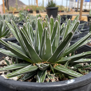 Agave: Agave Victoriae Reginae | Queen Victoria Century Plant