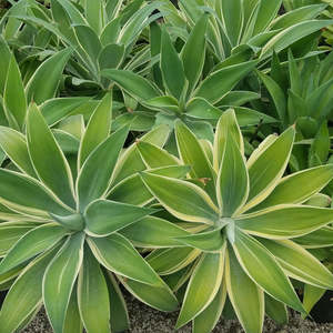 Agave Attenuata | Ray of Light