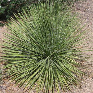 Agave Geminiflora | Twin-flowered Agave