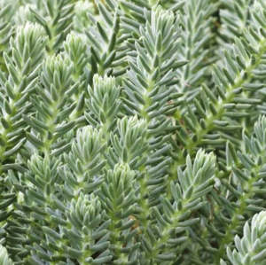Sedum: Sedum Reflexum | Blue Spruce Stonecrop