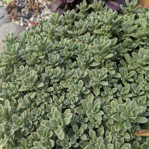 Sedum: Sedum Cockerellii | Cockerell's Stonecrop