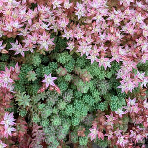 Sedum: Sedum Hispanicum l Spanish Stonecrop