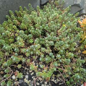 Sedum Oaxacanum