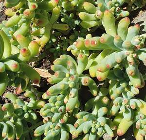 Sedum: Sedum Pachyphyllum Rose | Blue Jelly Bean