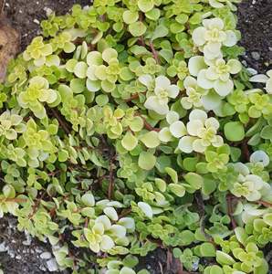 Sedum: Sedum Makino Ogon | Golden Japanese Stonecrop