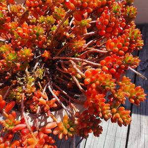 Sedum: Sedum Rubrotinctum | Red Jelly Bean