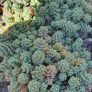 Sedum: Sedum Dasyphyllum Minor | Blue Tears