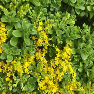 Sedum: Sedum Confusum