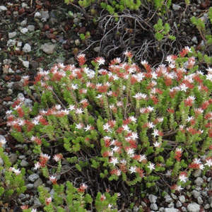 Sedum: Sedum Moranense | Red Stonecrop