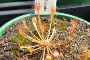 Drosera: Drosera nidiformis - The Nestle Leafed Sundew