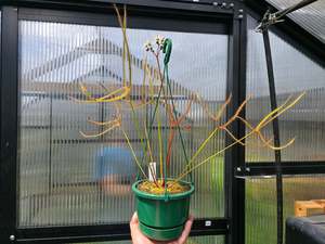 Drosera: Drosera binata var. dichotoma "Giant Form" - Giant Forked Sundew