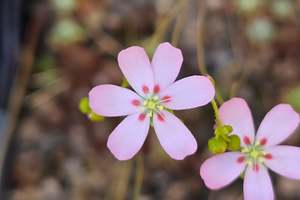 Drosera: Drosera pycnoblasta - Pygmy Sundew