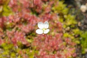 Drosera: Drosera pygmaea (Mount Lofty, AU) - Pygmy Sundew