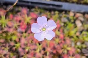 Drosera: Drosera mannii x omissa - Pygmy Sundew
