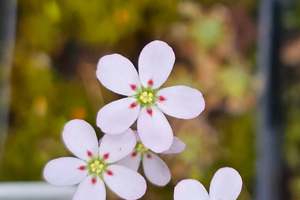 Drosera: Drosera helodes - Pygmy Sundew