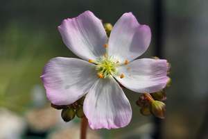 Drosera: Drosera binata var. multifida "Extrema - Pink Flower Form" - Staghorn Sundew