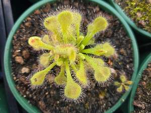 Drosera: Drosera collinsiae - Collin's Sundew