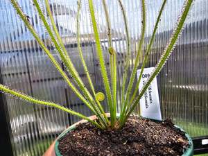 Drosera: Drosera filiformis var. filiformis - Thread-Leaf Sundew