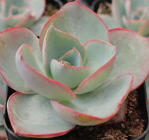 Spring Favourites: Echeveria White Rose