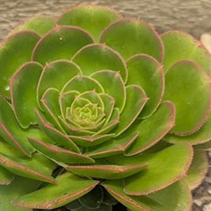 Spring Favourites: Aeonium Subplanum