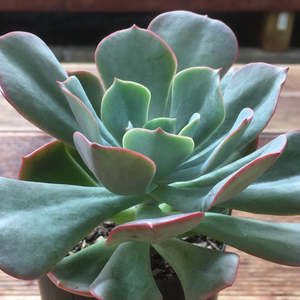 Echeverria: Echeveria Briar Rose