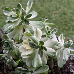 Spring Favourites: Aeonium Domesticum fa Variegated