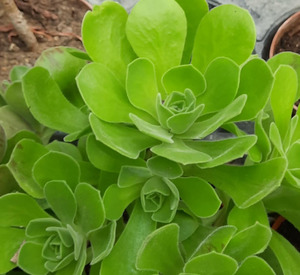 Spring Favourites: Aeonium Green Ballerina