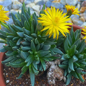 Spring Favourites: Bergeranthus Multiceps