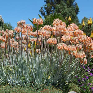 Spring Favourites: Cotyledon Orbiculata var. Oblonga | Flavida Fingers